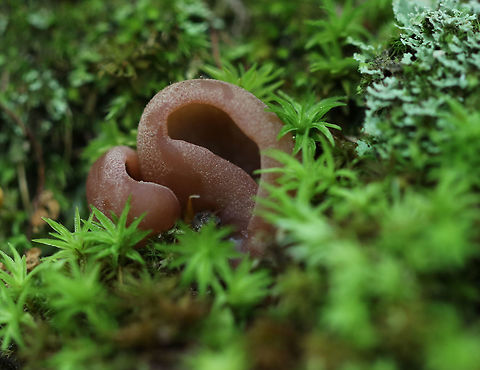 Tarzetta sp. Cup Fungus This might be Tarzetta sp., but I haven't gotten that confirmed yet. The cups were brown and the outside looked frosted.

Habitat: Growing in moss with other fungi
https://www.jungledragon.com/image/84684/tarzetta_sp._cup_fungus.html Geotagged,Summer,United States,cup fungus,fungus,tarzetta