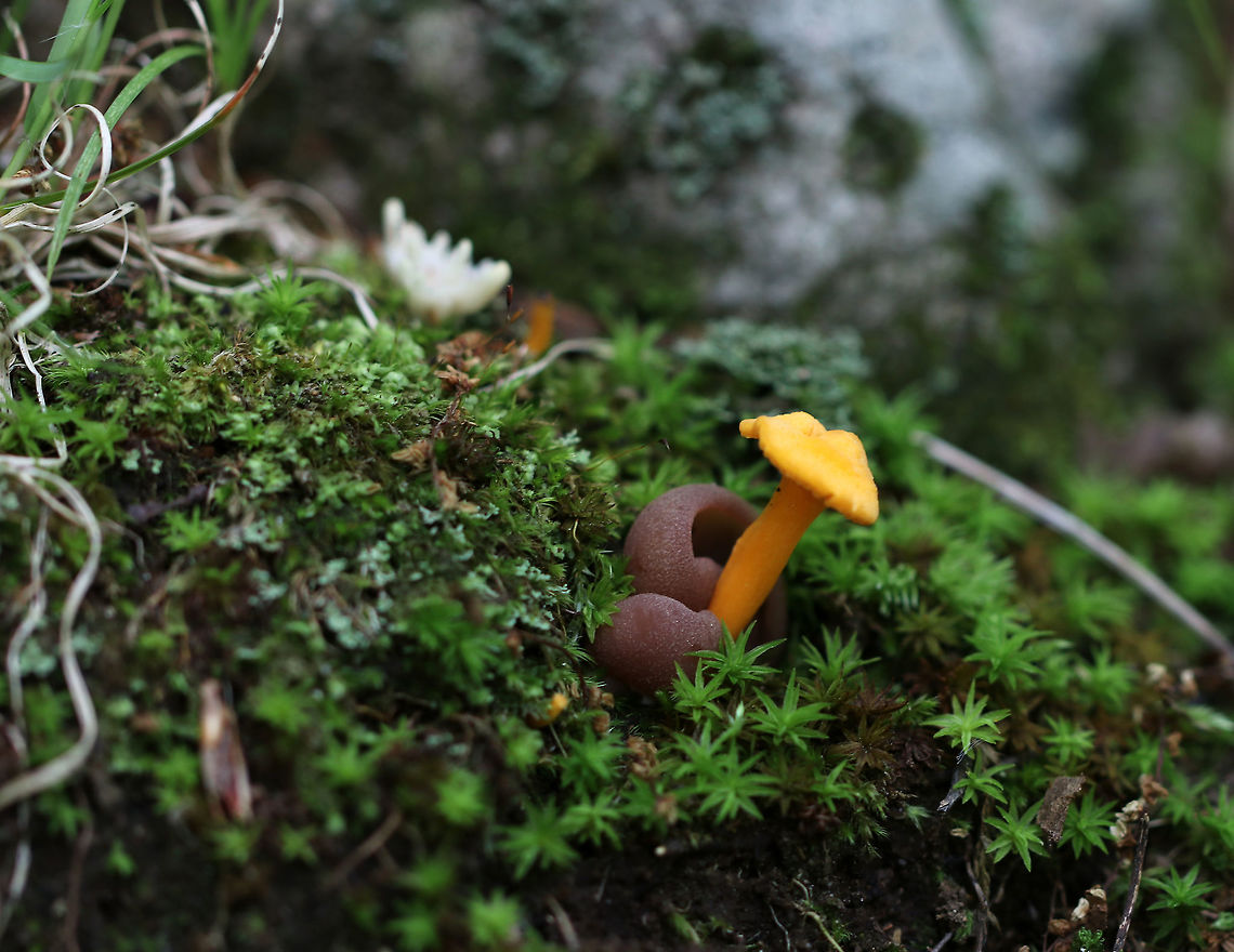 Tarzetta sp. Cup Fungus This might be Tarzetta sp., but I haven&#039;t gotten that confirmed yet. The cups were brown and the outside looked frosted. <br />
<br />
Habitat: Growing in moss with other fungi. The orange Cantharellus was growing right up against the cups. There was also white coral, which you can see at the back, left in the photo.<br />
<figure class="photo"><a href="https://www.jungledragon.com/image/84683/tarzetta_sp._cup_fungus.html" title="Tarzetta sp. Cup Fungus"><img src="https://s3.amazonaws.com/media.jungledragon.com/images/3232/84683_thumb.jpg?AWSAccessKeyId=05GMT0V3GWVNE7GGM1R2&Expires=1759968010&Signature=nsy1dKTQyMYMqlckBQDkAbHcvp4%3D" width="200" height="156" alt="Tarzetta sp. Cup Fungus This might be Tarzetta sp., but I haven&#039;t gotten that confirmed yet. The cups were brown and the outside looked frosted.<br />
<br />
Habitat: Growing in moss with other fungi<br />
https://www.jungledragon.com/image/84684/tarzetta_sp._cup_fungus.html Geotagged,Summer,United States,cup fungus,fungus,tarzetta" /></a></figure> Geotagged,Summer,United States
