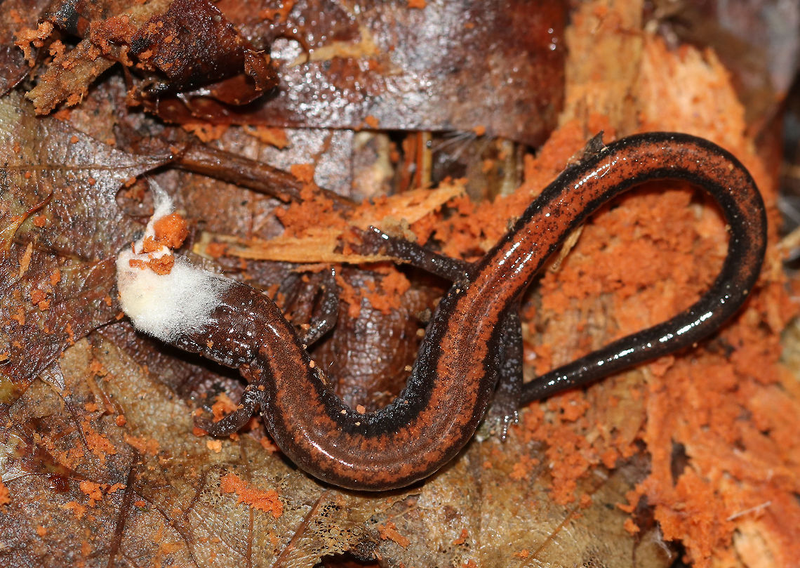 Red-backed Salamander - Plethodon cinereus This salamander had white fungus on its head. I assume it was growing on its skin and not stemming from an internal infection because the salamander was alive, although it did appear to be in distress.<br />
<br />
Red-backed salamanders exhibit color polymorphism with two common color variations - the &#039;red-backed&#039; variety has a red dorsal stripe that tapers towards the tail and the &#039;lead-backed&#039; variety lacks most or all of the red pigmentation. The red-backed phase is not always red, but may actually be various other colors (yellow-backed, orange-backed, or white-backed).<br />
<br />
Habitat: On rotting wood in a mixed forest Geotagged,Plethodon,Plethodon cinereus,Red- backed salamander,Spring,United States,salamander