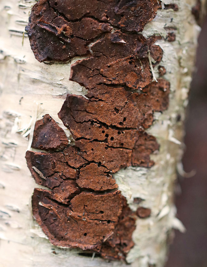 Unidentified Fungus This is either a fungus or a lichen, or neither...Whatever it is, I thought it was cool and am seeking an ID.<br />
<br />
Habitat: Growing on birch in a mostly coniferous, coastal forest Geotagged,Spring,United States