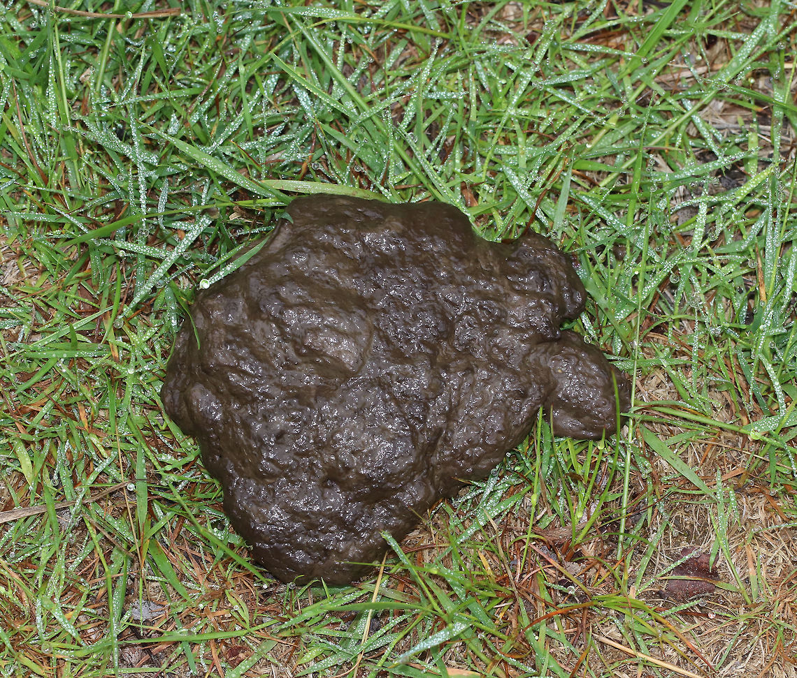 Moose (Alces alces) Scat I found this fairly fresh pile of scat near the edge of a forest, in an area with lots of small plants and shrubs. I think it's moose scat because it had a fairly smooth consistency.  If it was from a bear, I would have found more chunks, berries, and other undigested bits.  But, moose poop tends to have a looser, more pureed consistency in summer.<br />
<br />
 Alces,Alces alces,Geotagged,Spring,United States,feces,moose poop,moose scat,patty,poop,scat