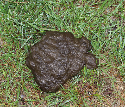 Moose (Alces alces) Scat I found this fairly fresh pile of scat near the edge of a forest, in an area with lots of small plants and shrubs. I think it's moose scat because it had a fairly smooth consistency.  If it was from a bear, I would have found more chunks, berries, and other undigested bits.  But, moose poop tends to have a looser, more pureed consistency in summer.

 Alces,Alces alces,Geotagged,Spring,United States,feces,moose poop,moose scat,patty,poop,scat