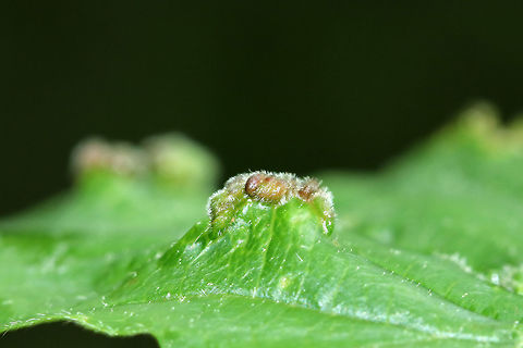 Eriophyes sp. galls(?) on Viburnum Eriophyes sp. galls? 

Habitat: Spotted on Viburnum that was growing along the edge of a forest/meadow.
https://www.jungledragon.com/image/84719/eriophyes_sp._galls_on_viburnum.html
https://www.jungledragon.com/image/84720/eriophyes_sp._galls_on_viburnum.html
https://www.jungledragon.com/image/84721/eriophyes_sp._galls_on_viburnum.html Geotagged,Spring,United States,eriophyes,galls,viburnum
