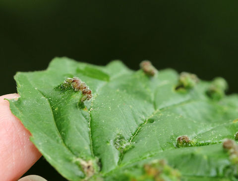 Eriophyes sp. galls(?) on Viburnum Eriophyes sp. galls?

Habitat: Spotted on Viburnum that was growing along the edge of a forest/meadow.
https://www.jungledragon.com/image/84721/eriophyes_sp._galls_on_viburnum.html
https://www.jungledragon.com/image/84720/eriophyes_sp._galls_on_viburnum.html
https://www.jungledragon.com/image/84718/eriophyes_sp._galls_on_viburnum.html Geotagged,Spring,United States