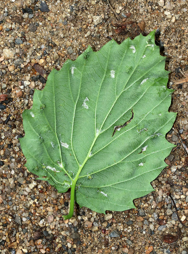 Eriophyes sp. galls(?) on Viburnum Eriophyes sp. galls?<br />
<br />
Habitat: Spotted on Viburnum that was growing along the edge of a forest/meadow.<br />
<figure class="photo"><a href="https://www.jungledragon.com/image/84721/eriophyes_sp._galls_on_viburnum.html" title="Eriophyes sp. galls(?) on Viburnum"><img src="https://s3.amazonaws.com/media.jungledragon.com/images/3232/84721_thumb.jpg?AWSAccessKeyId=05GMT0V3GWVNE7GGM1R2&Expires=1770854410&Signature=AS6bQfH2mtgTAE6kO0yBsAb0gAE%3D" width="200" height="156" alt="Eriophyes sp. galls(?) on Viburnum Eriophyes sp. galls?<br />
<br />
Habitat: Spotted on Viburnum that was growing along the edge of a forest/meadow.<br />
https://www.jungledragon.com/image/84720/eriophyes_sp._galls_on_viburnum.html<br />
https://www.jungledragon.com/image/84719/eriophyes_sp._galls_on_viburnum.html<br />
https://www.jungledragon.com/image/84718/eriophyes_sp._galls_on_viburnum.html Geotagged,Spring,United States" /></a></figure><br />
<figure class="photo"><a href="https://www.jungledragon.com/image/84719/eriophyes_sp._galls_on_viburnum.html" title="Eriophyes sp. galls(?) on Viburnum"><img src="https://s3.amazonaws.com/media.jungledragon.com/images/3232/84719_thumb.jpg?AWSAccessKeyId=05GMT0V3GWVNE7GGM1R2&Expires=1770854410&Signature=629Lyphc%2BaaQu9trvGgKSwgFAME%3D" width="200" height="154" alt="Eriophyes sp. galls(?) on Viburnum Eriophyes sp. galls?<br />
<br />
Habitat: Spotted on Viburnum that was growing along the edge of a forest/meadow.<br />
https://www.jungledragon.com/image/84721/eriophyes_sp._galls_on_viburnum.html<br />
https://www.jungledragon.com/image/84720/eriophyes_sp._galls_on_viburnum.html<br />
https://www.jungledragon.com/image/84718/eriophyes_sp._galls_on_viburnum.html Geotagged,Spring,United States" /></a></figure><br />
<figure class="photo"><a href="https://www.jungledragon.com/image/84718/eriophyes_sp._galls_on_viburnum.html" title="Eriophyes sp. galls(?) on Viburnum"><img src="https://s3.amazonaws.com/media.jungledragon.com/images/3232/84718_thumb.jpg?AWSAccessKeyId=05GMT0V3GWVNE7GGM1R2&Expires=1770854410&Signature=MLUSLsqWq%2BuNJtw9%2BPeFtQniETk%3D" width="200" height="134" alt="Eriophyes sp. galls(?) on Viburnum Eriophyes sp. galls? <br />
<br />
Habitat: Spotted on Viburnum that was growing along the edge of a forest/meadow.<br />
https://www.jungledragon.com/image/84719/eriophyes_sp._galls_on_viburnum.html<br />
https://www.jungledragon.com/image/84720/eriophyes_sp._galls_on_viburnum.html<br />
https://www.jungledragon.com/image/84721/eriophyes_sp._galls_on_viburnum.html Geotagged,Spring,United States,eriophyes,galls,viburnum" /></a></figure> Geotagged,Spring,United States