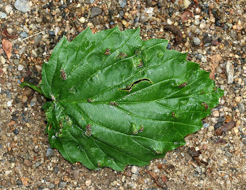 Eriophyes sp. galls(?) on Viburnum Eriophyes sp. galls?

Habitat: Spotted on Viburnum that was growing along the edge of a forest/meadow.
https://www.jungledragon.com/image/84720/eriophyes_sp._galls_on_viburnum.html
https://www.jungledragon.com/image/84719/eriophyes_sp._galls_on_viburnum.html
https://www.jungledragon.com/image/84718/eriophyes_sp._galls_on_viburnum.html Geotagged,Spring,United States