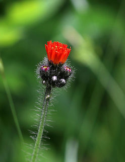 Fox and Cubs - Pilosella aurantiaca Deep reddish orange and yellow flowers that spread by seed, runners, and shallow rhizomes. The plants grow 20 - 40 cm tall. An important distinguishing feature is the presence of blackish hairs (trichomes) that cover the stems and young flower buds.

Habitat: Meadow  Geotagged,Orange hawkweed,Pilosella aurantiaca,Spring,United States,fox and cubs