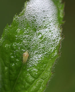 Meadow Spittlebug - Philaenus spumarius Small, green froghopper nymph (spittlebug). It sure was making a lot of spit!

After hatching, nymphs cover themselves in a frothy "spit" made of tiny bubbles. The bubbles protect them from drying out and makes it difficult for predators to find them. Adult spittlebugs are called froghoppers.

Habitat: Meadow
https://www.jungledragon.com/image/84736/meadow_spittlebug_-_philaenus_spumarius.html Geotagged,Meadow froghopper,Philaenus spumarius,Spring,United States,froghopper nymph,nymph,spittlebug