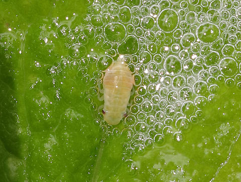 Meadow Spittlebug - Philaenus spumarius Small, green froghopper nymph (spittlebug). It sure was making a lot of spit!

After hatching, nymphs cover themselves in a frothy "spit" made of tiny bubbles. The bubbles protect them from drying out and makes it difficult for predators to find them. Adult spittlebugs are called froghoppers.

Habitat: Meadow
https://www.jungledragon.com/image/84735/meadow_spittlebug_-_philaenus_spumarius.html Geotagged,Meadow froghopper,Philaenus spumarius,Spring,United States