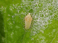 Meadow Spittlebug - Philaenus spumarius Small, green froghopper nymph (spittlebug). It sure was making a lot of spit!<br />
<br />
After hatching, nymphs cover themselves in a frothy "spit" made of tiny bubbles. The bubbles protect them from drying out and makes it difficult for predators to find them. Adult spittlebugs are called froghoppers.<br />
<br />
Habitat: Meadow<br />
https://www.jungledragon.com/image/84735/meadow_spittlebug_-_philaenus_spumarius.html Geotagged,Meadow froghopper,Philaenus spumarius,Spring,United States