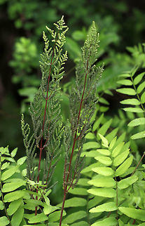 American Royal Fern - Osmunda spectabilis Habitat: Mixed forest
https://www.jungledragon.com/image/84739/american_royal_fern_-_osmunda_spectabilis.html American Royal Fern,Geotagged,Osmunda,Osmunda regalis var. spectabilis,Osmunda spectabilis,Spring,United States,fern,royal fern
