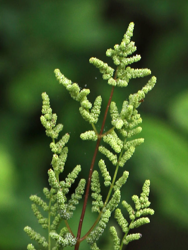 American Royal Fern - Osmunda spectabilis Habitat: Mixed forest<br />
<figure class="photo"><a href="https://www.jungledragon.com/image/84738/american_royal_fern_-_osmunda_spectabilis.html" title="American Royal Fern - Osmunda spectabilis"><img src="https://s3.amazonaws.com/media.jungledragon.com/images/3232/84738_thumb.jpg?AWSAccessKeyId=05GMT0V3GWVNE7GGM1R2&Expires=1769040010&Signature=3UEeysEsSN6hEnnqpzFRUOJXSVc%3D" width="98" height="152" alt="American Royal Fern - Osmunda spectabilis Habitat: Mixed forest<br />
https://www.jungledragon.com/image/84739/american_royal_fern_-_osmunda_spectabilis.html American Royal Fern,Geotagged,Osmunda,Osmunda regalis var. spectabilis,Osmunda spectabilis,Spring,United States,fern,royal fern" /></a></figure> American Royal Fern,Geotagged,Osmunda spectabilis,Spring,United States