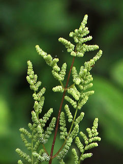 American Royal Fern - Osmunda spectabilis Habitat: Mixed forest
https://www.jungledragon.com/image/84738/american_royal_fern_-_osmunda_spectabilis.html American Royal Fern,Geotagged,Osmunda spectabilis,Spring,United States