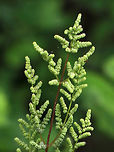 American Royal Fern - Osmunda spectabilis Habitat: Mixed forest<br />
https://www.jungledragon.com/image/84738/american_royal_fern_-_osmunda_spectabilis.html American Royal Fern,Geotagged,Osmunda spectabilis,Spring,United States