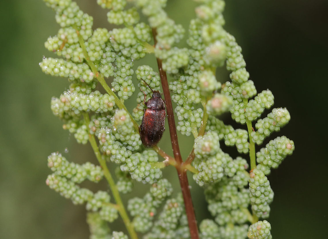 Contacyphon variabilis Complex A tiny, fuzzy, and variable species.<br />
<br />
Habitat: On Osmunda spectabilis in a forested marsh Contacyphon,Contacyphon variabilis,Contacyphon variabilis complex,Geotagged,Spring,United States,beetle,marsh beetle