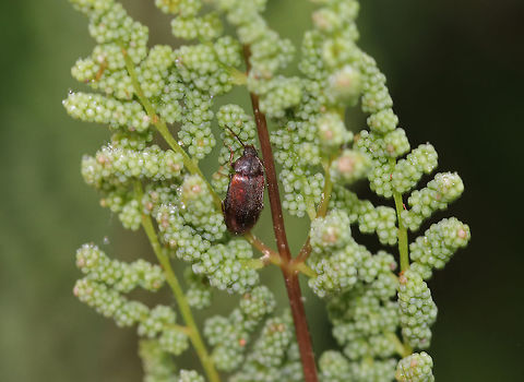 Contacyphon variabilis Complex A tiny, fuzzy, and variable species.

Habitat: On Osmunda spectabilis in a forested marsh Contacyphon,Contacyphon variabilis,Contacyphon variabilis complex,Geotagged,Spring,United States,beetle,marsh beetle