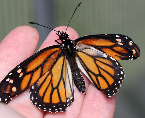 Monarch Butterfly with an Ophryocystis elektroscirrha Infection - Danaus plexippus I was lucky to have an opportunity to help out in a monarch butterfly rearing enclosure this morning.  this poor girl emerged with an Ophryocystis elektroscirrha (OE) infection and will have to be euthanized. Releasing an infected monarch will hurt the already struggling monarch population.

OE is a protozoan parasite that is spread from spores. The spores are packed between scales on an infected Monarch's body and when it lays eggs, the OE often attaches to the egg shell. OE causes weakness, disfigurement, and lethargy. These deformed butterflies don't live long and cannot be saved.

OE infection in an adult can be confirmed by pressing a piece of clear tape on the butterfly's abdomen to pick up the spores. OE spores are visible under a microscope, and they look like tiny footballs.

https://www.jungledragon.com/image/84773/monarch_butterfly_with_an_ophryocystis_elektroscirrha_infection_-_danaus_plexippus.html
 Danaus plexippus,Geotagged,Monarch butterfly,Ophryocystis,Ophryocystis elektroscirrha,Summer,United States,butterfly,danaus,monarch