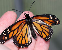 Monarch Butterfly with an Ophryocystis elektroscirrha Infection - Danaus plexippus I was lucky to have an opportunity to help out in a monarch butterfly rearing enclosure this morning.  this poor girl emerged with an Ophryocystis elektroscirrha (OE) infection and will have to be euthanized. Releasing an infected monarch will hurt the already struggling monarch population.<br />
<br />
OE is a protozoan parasite that is spread from spores. The spores are packed between scales on an infected Monarch's body and when it lays eggs, the OE often attaches to the egg shell. OE causes weakness, disfigurement, and lethargy. These deformed butterflies don't live long and cannot be saved.<br />
<br />
OE infection in an adult can be confirmed by pressing a piece of clear tape on the butterfly's abdomen to pick up the spores. OE spores are visible under a microscope, and they look like tiny footballs.<br />
<br />
https://www.jungledragon.com/image/84773/monarch_butterfly_with_an_ophryocystis_elektroscirrha_infection_-_danaus_plexippus.html<br />
 Danaus plexippus,Geotagged,Monarch butterfly,Ophryocystis,Ophryocystis elektroscirrha,Summer,United States,butterfly,danaus,monarch