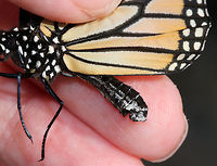 Monarch Butterfly with an Ophryocystis elektroscirrha Infection - Danaus plexippus I was lucky to have an opportunity to help out in a monarch butterfly rearing enclosure this morning. this poor girl emerged with an Ophryocystis elektroscirrha (OE) infection and will have to be euthanized. Releasing an infected monarch will hurt the already struggling monarch population.<br />
<br />
OE is a protozoan parasite that is spread from spores. The spores are packed between scales on an infected Monarch's body and when it lays eggs, the OE often attaches to the egg shell. OE causes weakness, disfigurement, and lethargy. These deformed butterflies don't live long and cannot be saved.<br />
<br />
OE infection in an adult can be confirmed by pressing a piece of clear tape on the butterfly's abdomen to pick up the spores. OE spores are visible under a microscope, and they look like tiny footballs.<br />
<br />
https://www.jungledragon.com/image/84771/monarch_butterfly_with_an_ophryocystis_elektroscirrha_infection_-_danaus_plexippus.html Danaus plexippus,Geotagged,Monarch butterfly,Summer,United States
