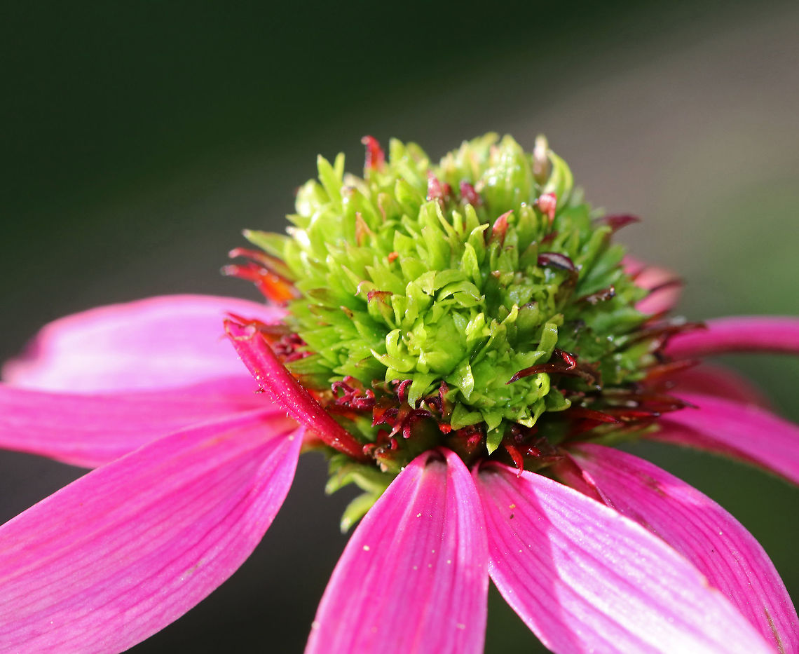 Coneflower - Echinacea purpurea There were a few coneflowers that had green centers (from eriophyid mite damage) and vibrant, bright pink petals.<br />
<br />
Habitat: Rural garden Echinacea,Echinacea purpurea,Eriophyidae,Geotagged,Summer,United States,coneflower,mites