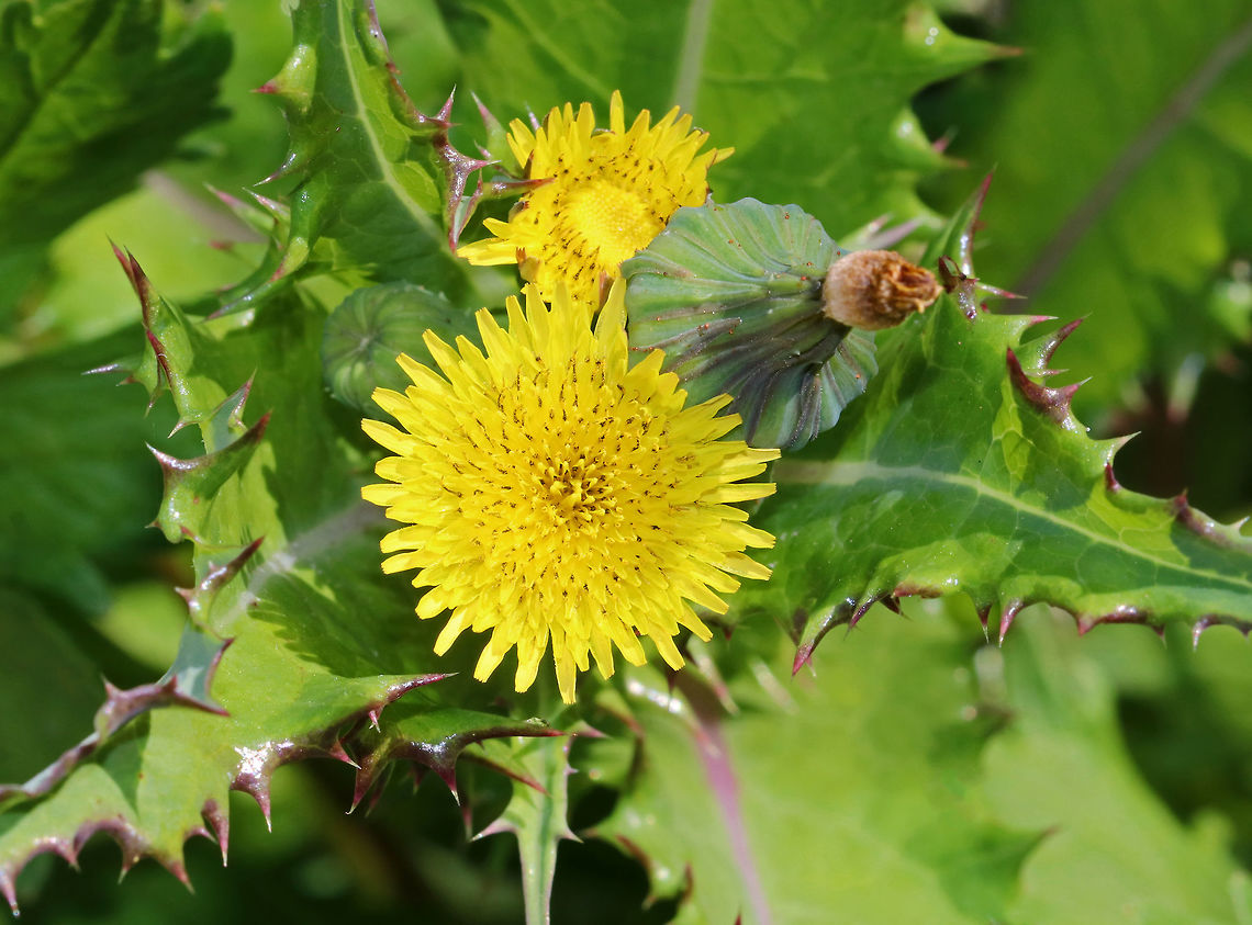 Prickly Sowthistle - Sonchus asper Non-native plant that has become naturalized in the US. It&#039;s leaves are edible.<br />
<br />
Habitat: Rural garden (not intentionally planted) Geotagged,Prickly sow-thistle,Sonchus,Sonchus asper,Summer,United States,rough milk thistle,sharp-fringed sow thistle,spiny sowthistle,spiny-leaved sow thistle
