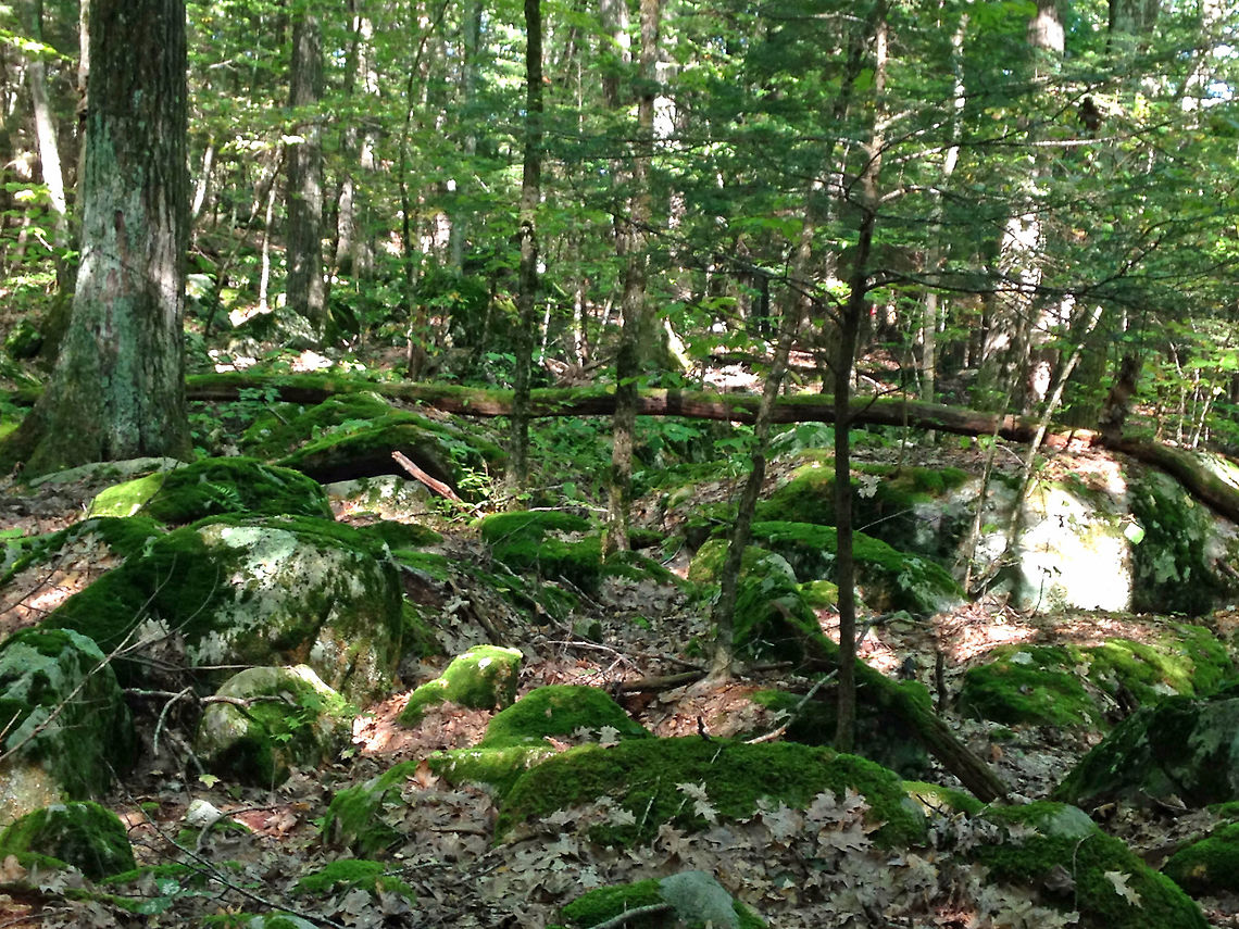 Mixed Forest, Northwestern Connecticut This was the location of my morning hike today. It's a *little* rocky. It's an exhausting hike, but is one of my favorite forests in Connecticut. The forest has lots of lichen, moss, eastern hemlock (Tsuga canadensis), and oak (Quercus sp.). It's very rocky and hilly with plenty of nooks for fox and other animals to hide. Creatures common to these woods include squirrels, chipmunks, turkey, gray and red fox, deer, black bear, bobcat, opossum, coyote, porcupine, and skunks, plus a variety of frogs, snakes, turtles, and salamanders. There have even been moose sightings on occasion - the most recent being last week! Geotagged,Summer,United States,forest,rocks,woods