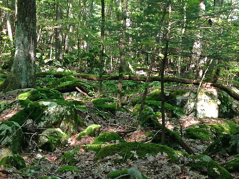 Mixed Forest, Northwestern Connecticut This was the location of my morning hike today. It's a *little* rocky. It's an exhausting hike, but is one of my favorite forests in Connecticut. The forest has lots of lichen, moss, eastern hemlock (Tsuga canadensis), and oak (Quercus sp.). It's very rocky and hilly with plenty of nooks for fox and other animals to hide. Creatures common to these woods include squirrels, chipmunks, turkey, gray and red fox, deer, black bear, bobcat, opossum, coyote, porcupine, and skunks, plus a variety of frogs, snakes, turtles, and salamanders. There have even been moose sightings on occasion - the most recent being last week! Geotagged,Summer,United States,forest,rocks,woods