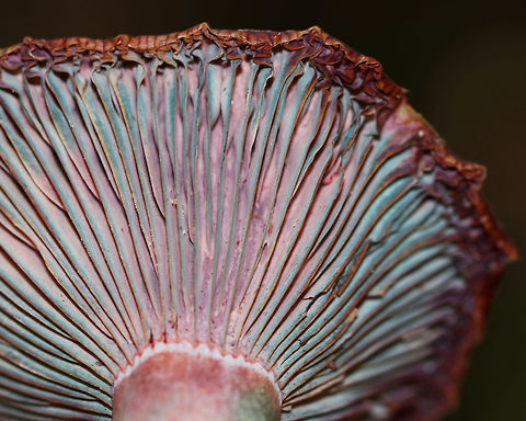 Lactarius subpurpureus Buff, flat cap. Gills were pink, purple, and cyan. Stipe was buff,pink, and green. The gills were attached to the stem, but were pretty dry and leaked a really scant amount of red milk.

Habitat: Mixed forest with lots of eastern hemlock, pine, oak, and birch
https://www.jungledragon.com/image/84802/lactarius_subpurpureus.html
https://www.jungledragon.com/image/84803/lactarius_subpurpureus.html Geotagged,Lactarius,Lactarius subpurpureus,Summer,United States,milk cap,milkcap,milky cap