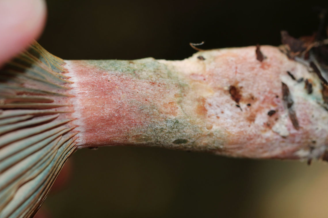Lactarius subpurpureus Buff, flat cap. Gills were pink, purple, and cyan. Stipe was buff,pink, and green. The gills were attached to the stem, but were pretty dry and leaked a really scant amount of red milk.<br />
<br />
Habitat: Mixed forest with lots of eastern hemlock, pine, oak, and birch<br />
<figure class="photo"><a href="https://www.jungledragon.com/image/84803/lactarius_subpurpureus.html" title="Lactarius subpurpureus"><img src="https://s3.amazonaws.com/media.jungledragon.com/images/3232/84803_thumb.jpg?AWSAccessKeyId=05GMT0V3GWVNE7GGM1R2&Expires=1759968010&Signature=zeVSbKyO4iYmfCwBD5LW5wJVbLM%3D" width="126" height="152" alt="Lactarius subpurpureus Buff, flat cap. Gills were pink, purple, and cyan. Stipe was buff,pink, and green. The gills were attached to the stem, but were pretty dry and leaked a really scant amount of red milk.<br />
<br />
Habitat: Mixed forest with lots of eastern hemlock, pine, oak, and birch<br />
https://www.jungledragon.com/image/84801/lactarius_subpurpureus.html<br />
https://www.jungledragon.com/image/84802/lactarius_subpurpureus.html Geotagged,Lactarius subpurpureus,Summer,United States" /></a></figure><br />
<figure class="photo"><a href="https://www.jungledragon.com/image/84801/lactarius_subpurpureus.html" title="Lactarius subpurpureus"><img src="https://s3.amazonaws.com/media.jungledragon.com/images/3232/84801_thumb.jpg?AWSAccessKeyId=05GMT0V3GWVNE7GGM1R2&Expires=1759968010&Signature=0%2FRo8eD2hv66h5UuSDrgIMj%2FMkI%3D" width="200" height="160" alt="Lactarius subpurpureus Buff, flat cap. Gills were pink, purple, and cyan. Stipe was buff,pink, and green. The gills were attached to the stem, but were pretty dry and leaked a really scant amount of red milk.<br />
<br />
Habitat: Mixed forest with lots of eastern hemlock, pine, oak, and birch<br />
https://www.jungledragon.com/image/84802/lactarius_subpurpureus.html<br />
https://www.jungledragon.com/image/84803/lactarius_subpurpureus.html Geotagged,Lactarius,Lactarius subpurpureus,Summer,United States,milk cap,milkcap,milky cap" /></a></figure> Geotagged,Lactarius subpurpureus,Summer,United States
