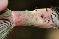 Lactarius subpurpureus Buff, flat cap. Gills were pink, purple, and cyan. Stipe was buff,pink, and green. The gills were attached to the stem, but were pretty dry and leaked a really scant amount of red milk.<br />
<br />
Habitat: Mixed forest with lots of eastern hemlock, pine, oak, and birch<br />
https://www.jungledragon.com/image/84803/lactarius_subpurpureus.html<br />
https://www.jungledragon.com/image/84801/lactarius_subpurpureus.html Geotagged,Lactarius subpurpureus,Summer,United States