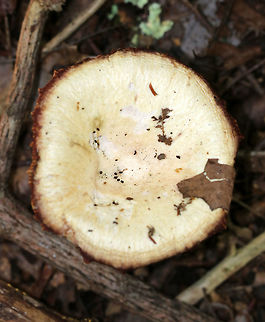 Lactarius subpurpureus Buff, flat cap. Gills were pink, purple, and cyan. Stipe was buff,pink, and green. The gills were attached to the stem, but were pretty dry and leaked a really scant amount of red milk.

Habitat: Mixed forest with lots of eastern hemlock, pine, oak, and birch
https://www.jungledragon.com/image/84801/lactarius_subpurpureus.html
https://www.jungledragon.com/image/84802/lactarius_subpurpureus.html Geotagged,Lactarius subpurpureus,Summer,United States