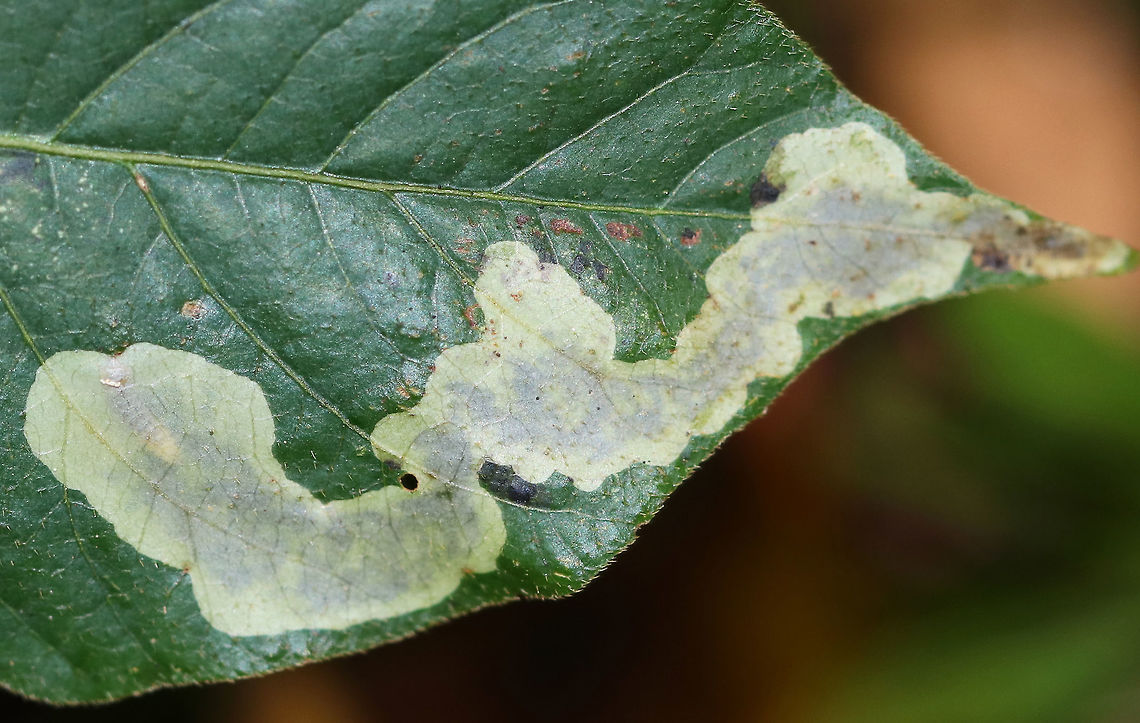 Cameraria guttifinitella Cameraria guttifinitella makes mines on poison ivy (Toxicodendron radicans) leaves.  The larva is near the end of the mine on the left.<br />
<br />
Habitat: Toxicodendron radicans leaves<br />
<figure class="photo"><a href="https://www.jungledragon.com/image/84815/cameraria_guttifinitella.html" title="Cameraria guttifinitella"><img src="https://s3.amazonaws.com/media.jungledragon.com/images/3232/84815_thumb.jpg?AWSAccessKeyId=05GMT0V3GWVNE7GGM1R2&Expires=1759968010&Signature=ZFC3jy9MsTFEgEnWZc3of%2FLsdY8%3D" width="200" height="148" alt="Cameraria guttifinitella Cameraria guttifinitella makes mines on poison ivy (Toxicodendron radicans) leaves. The larva is near the end of the mine on the left.<br />
<br />
Habitat: Toxicodendron radicans leaves<br />
https://www.jungledragon.com/image/84814/cameraria_guttifinitella.html Cameraria guttifinitella,Geotagged,Summer,United States" /></a></figure> Cameraria,Cameraria guttifinitella,Geotagged,Summer,Toxicodendron,Toxicodendron radicans,United States,leaf mine,leaf miner,poison ivy,poison ivy leaf mine