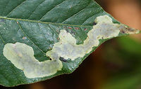 Cameraria guttifinitella Cameraria guttifinitella makes mines on poison ivy (Toxicodendron radicans) leaves. The larva is near the end of the mine on the left.<br />
<br />
Habitat: Toxicodendron radicans leaves<br />
https://www.jungledragon.com/image/84815/cameraria_guttifinitella.html Cameraria,Cameraria guttifinitella,Geotagged,Summer,Toxicodendron,Toxicodendron radicans,United States,leaf mine,leaf miner,poison ivy,poison ivy leaf mine