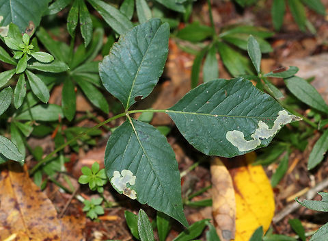 Cameraria guttifinitella Cameraria guttifinitella makes mines on poison ivy (Toxicodendron radicans) leaves. The larva is near the end of the mine on the left.

Habitat: Toxicodendron radicans leaves
https://www.jungledragon.com/image/84814/cameraria_guttifinitella.html Cameraria guttifinitella,Geotagged,Summer,United States