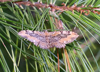 Barberry Geometer - Coryphista meadii, form badiaria Sorry for the blurry photo, but I wanted to get this form of this species on JD, but couldn't quite reach it. <br />
<br />
Adults of this species have two forms: A dark form, and the "badiaria" form, which has orangish-brown AM and ST bands.<br />
<br />
Habitat: Pine tree <br />
https://www.jungledragon.com/image/84817/barberry_geometer_-_coryphista_meadii_form_badiaria.html Barberry Geometer,Coryphista meadii,Coryphista meadii badiaria,Geotagged,Summer,United States,geometer,moth