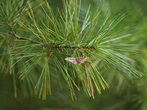 Barberry Geometer - Coryphista meadii, form badiaria Adults of this species have two forms: A dark form, and the "badiaria" form, which has orangish-brown AM and ST bands.

Habitat: Pine tree
https://www.jungledragon.com/image/84816/barberry_geometer_-_coryphista_meadii_form_badiaria.html Barberry Geometer,Coryphista meadii,Geotagged,Moth,Summer,United States