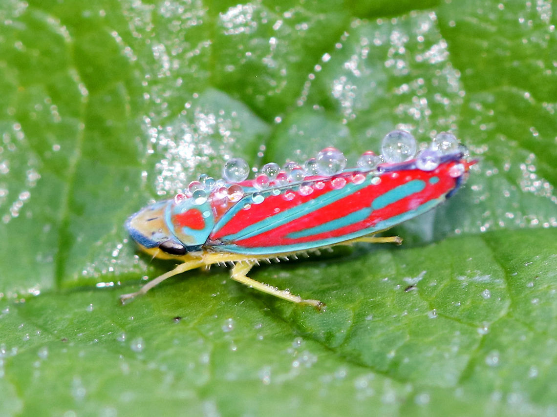 Candy-striped Leafhopper - Graphocephala coccinea Covered in morning dew.<br />
<br />
Habitat: Rural garden Candy-striped leafhopper,Geotagged,Graphocephala,Graphocephala coccinea,Summer,United States,leafhopper