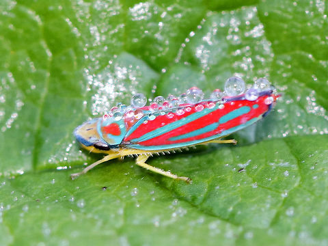 Candy-striped Leafhopper - Graphocephala coccinea Covered in morning dew.

Habitat: Rural garden Candy-striped leafhopper,Geotagged,Graphocephala,Graphocephala coccinea,Summer,United States,leafhopper