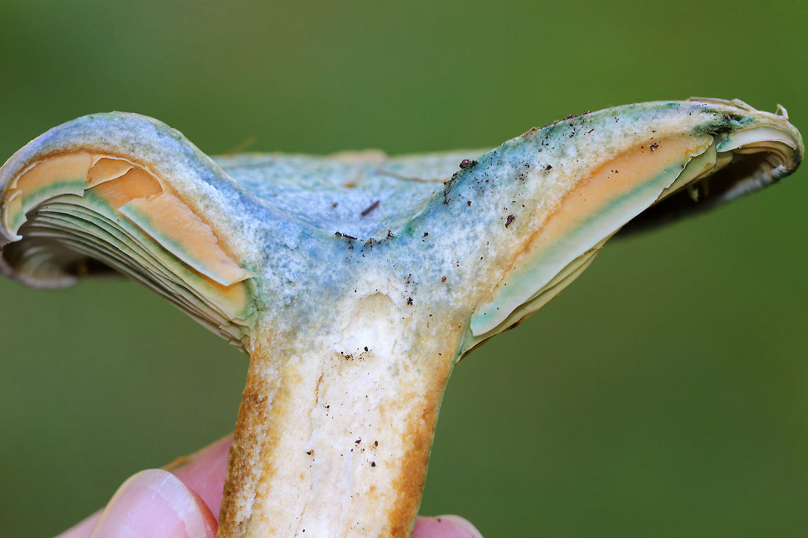Lactarius deterrimus Cap: Nearly flat with a central depression and inrolled margin. Rough surface; discolored green<br />
<br />
Gills: Decurrent, close; orange/green<br />
<br />
Stem: Equal; smooth; bruises greenish<br />
<br />
Habitat: Growing alone under pine (Pinus sp.)<br />
<figure class="photo"><a href="https://www.jungledragon.com/image/84823/lactarius_deterrimus.html" title="Lactarius deterrimus"><img src="https://s3.amazonaws.com/media.jungledragon.com/images/3232/84823_thumb.jpg?AWSAccessKeyId=05GMT0V3GWVNE7GGM1R2&Expires=1759968010&Signature=KYUrHFZ52lLh3eXeYW8mT5e0E28%3D" width="122" height="152" alt="Lactarius deterrimus Cap: Nearly flat with a central depression and inrolled margin. Rough surface; discolored green<br />
<br />
Gills: Decurrent, close; orange/green<br />
<br />
Stem: Equal; smooth; bruises greenish<br />
<br />
Habitat: Growing alone under pine (Pinus sp.)<br />
https://www.jungledragon.com/image/84819/lactarius_deliciosus_var._deterrimus.html<br />
https://www.jungledragon.com/image/84820/lactarius_deliciosus_var._deterrimus.html<br />
https://www.jungledragon.com/image/84821/lactarius_deliciosus_var._deterrimus.html<br />
https://www.jungledragon.com/image/84822/lactarius_deliciosus_var._deterrimus.html False saffron milkcap,Geotagged,Lactarius deliciosus,Lactarius deterrimus,Saffron milk cap,Summer,United States" /></a></figure><br />
<figure class="photo"><a href="https://www.jungledragon.com/image/84820/lactarius_deterrimus.html" title="Lactarius deterrimus"><img src="https://s3.amazonaws.com/media.jungledragon.com/images/3232/84820_thumb.jpg?AWSAccessKeyId=05GMT0V3GWVNE7GGM1R2&Expires=1759968010&Signature=8%2FKasOtXqtj%2BU971DHxF4RHBhN8%3D" width="122" height="152" alt="Lactarius deterrimus Cap: Nearly flat with a central depression and inrolled margin. Rough surface; discolored green<br />
<br />
Gills: Decurrent, close; orange/green<br />
<br />
Stem: Equal; smooth; bruises greenish<br />
<br />
Habitat: Growing alone under pine (Pinus sp.)<br />
https://www.jungledragon.com/image/84823/lactarius_deliciosus_var._deterrimus.html<br />
https://www.jungledragon.com/image/84819/lactarius_deliciosus_var._deterrimus.html<br />
https://www.jungledragon.com/image/84821/lactarius_deliciosus_var._deterrimus.html<br />
https://www.jungledragon.com/image/84822/lactarius_deliciosus_var._deterrimus.html False saffron milkcap,Geotagged,Lactarius deliciosus,Lactarius deterrimus,Saffron milk cap,Summer,United States" /></a></figure><br />
<figure class="photo"><a href="https://www.jungledragon.com/image/84821/lactarius_deterrimus.html" title="Lactarius deterrimus"><img src="https://s3.amazonaws.com/media.jungledragon.com/images/3232/84821_thumb.jpg?AWSAccessKeyId=05GMT0V3GWVNE7GGM1R2&Expires=1759968010&Signature=n6NTIt%2BWjSPqoGCApfBA0L8X6pk%3D" width="200" height="194" alt="Lactarius deterrimus Cap: Nearly flat with a central depression and inrolled margin. Rough surface; discolored green<br />
<br />
Gills: Decurrent, close; orange/green<br />
<br />
Stem: Equal; smooth; bruises greenish<br />
<br />
Habitat: Growing alone under pine (Pinus sp.)<br />
https://www.jungledragon.com/image/84823/lactarius_deliciosus_var._deterrimus.html<br />
https://www.jungledragon.com/image/84819/lactarius_deliciosus_var._deterrimus.html<br />
https://www.jungledragon.com/image/84820/lactarius_deliciosus_var._deterrimus.html<br />
https://www.jungledragon.com/image/84822/lactarius_deliciosus_var._deterrimus.html False saffron milkcap,Geotagged,Lactarius deliciosus,Lactarius deterrimus,Saffron milk cap,Summer,United States" /></a></figure><br />
<figure class="photo"><a href="https://www.jungledragon.com/image/84822/lactarius_deterrimus.html" title="Lactarius deterrimus"><img src="https://s3.amazonaws.com/media.jungledragon.com/images/3232/84822_thumb.jpg?AWSAccessKeyId=05GMT0V3GWVNE7GGM1R2&Expires=1759968010&Signature=9eGtPOHW9K5VVWls9gX22C552sA%3D" width="200" height="122" alt="Lactarius deterrimus Cap: Nearly flat with a central depression and inrolled margin. Rough surface; discolored green<br />
<br />
Gills: Decurrent, close; orange/green<br />
<br />
Stem: Equal; smooth; bruises greenish<br />
<br />
Habitat: Growing alone under pine (Pinus sp.)<br />
https://www.jungledragon.com/image/84823/lactarius_deliciosus_var._deterrimus.html<br />
https://www.jungledragon.com/image/84819/lactarius_deliciosus_var._deterrimus.html<br />
https://www.jungledragon.com/image/84820/lactarius_deliciosus_var._deterrimus.html<br />
https://www.jungledragon.com/image/84821/lactarius_deliciosus_var._deterrimus.html False saffron milkcap,Geotagged,Lactarius deliciosus,Lactarius deterrimus,Saffron milk cap,Summer,United States" /></a></figure> False saffron milkcap,Geotagged,Lactarius deliciosus,Lactarius deliciosus var. deterrimus,Lactarius deterrimus,Saffron milk cap,Summer,United States,lactarius