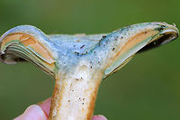 Lactarius deterrimus Cap: Nearly flat with a central depression and inrolled margin. Rough surface; discolored green<br />
<br />
Gills: Decurrent, close; orange/green<br />
<br />
Stem: Equal; smooth; bruises greenish<br />
<br />
Habitat: Growing alone under pine (Pinus sp.)<br />
https://www.jungledragon.com/image/84823/lactarius_deliciosus_var._deterrimus.html<br />
https://www.jungledragon.com/image/84820/lactarius_deliciosus_var._deterrimus.html<br />
https://www.jungledragon.com/image/84821/lactarius_deliciosus_var._deterrimus.html<br />
https://www.jungledragon.com/image/84822/lactarius_deliciosus_var._deterrimus.html False saffron milkcap,Geotagged,Lactarius deliciosus,Lactarius deliciosus var. deterrimus,Lactarius deterrimus,Saffron milk cap,Summer,United States,lactarius