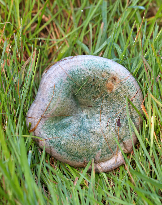 Lactarius deterrimus Cap: Nearly flat with a central depression and inrolled margin. Rough surface; discolored green<br />
<br />
Gills: Decurrent, close; orange/green<br />
<br />
Stem: Equal; smooth; bruises greenish<br />
<br />
Habitat: Growing alone under pine (Pinus sp.)<br />
<figure class="photo"><a href="https://www.jungledragon.com/image/84823/lactarius_deterrimus.html" title="Lactarius deterrimus"><img src="https://s3.amazonaws.com/media.jungledragon.com/images/3232/84823_thumb.jpg?AWSAccessKeyId=05GMT0V3GWVNE7GGM1R2&Expires=1759968010&Signature=KYUrHFZ52lLh3eXeYW8mT5e0E28%3D" width="122" height="152" alt="Lactarius deterrimus Cap: Nearly flat with a central depression and inrolled margin. Rough surface; discolored green<br />
<br />
Gills: Decurrent, close; orange/green<br />
<br />
Stem: Equal; smooth; bruises greenish<br />
<br />
Habitat: Growing alone under pine (Pinus sp.)<br />
https://www.jungledragon.com/image/84819/lactarius_deliciosus_var._deterrimus.html<br />
https://www.jungledragon.com/image/84820/lactarius_deliciosus_var._deterrimus.html<br />
https://www.jungledragon.com/image/84821/lactarius_deliciosus_var._deterrimus.html<br />
https://www.jungledragon.com/image/84822/lactarius_deliciosus_var._deterrimus.html False saffron milkcap,Geotagged,Lactarius deliciosus,Lactarius deterrimus,Saffron milk cap,Summer,United States" /></a></figure><br />
<figure class="photo"><a href="https://www.jungledragon.com/image/84819/lactarius_deterrimus.html" title="Lactarius deterrimus"><img src="https://s3.amazonaws.com/media.jungledragon.com/images/3232/84819_thumb.jpg?AWSAccessKeyId=05GMT0V3GWVNE7GGM1R2&Expires=1759968010&Signature=0yWXtajYPiAxEHW5rKrswZVY4rU%3D" width="200" height="134" alt="Lactarius deterrimus Cap: Nearly flat with a central depression and inrolled margin. Rough surface; discolored green<br />
<br />
Gills: Decurrent, close; orange/green<br />
<br />
Stem: Equal; smooth; bruises greenish<br />
<br />
Habitat: Growing alone under pine (Pinus sp.)<br />
https://www.jungledragon.com/image/84823/lactarius_deliciosus_var._deterrimus.html<br />
https://www.jungledragon.com/image/84820/lactarius_deliciosus_var._deterrimus.html<br />
https://www.jungledragon.com/image/84821/lactarius_deliciosus_var._deterrimus.html<br />
https://www.jungledragon.com/image/84822/lactarius_deliciosus_var._deterrimus.html False saffron milkcap,Geotagged,Lactarius deliciosus,Lactarius deliciosus var. deterrimus,Lactarius deterrimus,Saffron milk cap,Summer,United States,lactarius" /></a></figure><br />
<figure class="photo"><a href="https://www.jungledragon.com/image/84821/lactarius_deterrimus.html" title="Lactarius deterrimus"><img src="https://s3.amazonaws.com/media.jungledragon.com/images/3232/84821_thumb.jpg?AWSAccessKeyId=05GMT0V3GWVNE7GGM1R2&Expires=1759968010&Signature=n6NTIt%2BWjSPqoGCApfBA0L8X6pk%3D" width="200" height="194" alt="Lactarius deterrimus Cap: Nearly flat with a central depression and inrolled margin. Rough surface; discolored green<br />
<br />
Gills: Decurrent, close; orange/green<br />
<br />
Stem: Equal; smooth; bruises greenish<br />
<br />
Habitat: Growing alone under pine (Pinus sp.)<br />
https://www.jungledragon.com/image/84823/lactarius_deliciosus_var._deterrimus.html<br />
https://www.jungledragon.com/image/84819/lactarius_deliciosus_var._deterrimus.html<br />
https://www.jungledragon.com/image/84820/lactarius_deliciosus_var._deterrimus.html<br />
https://www.jungledragon.com/image/84822/lactarius_deliciosus_var._deterrimus.html False saffron milkcap,Geotagged,Lactarius deliciosus,Lactarius deterrimus,Saffron milk cap,Summer,United States" /></a></figure><br />
<figure class="photo"><a href="https://www.jungledragon.com/image/84822/lactarius_deterrimus.html" title="Lactarius deterrimus"><img src="https://s3.amazonaws.com/media.jungledragon.com/images/3232/84822_thumb.jpg?AWSAccessKeyId=05GMT0V3GWVNE7GGM1R2&Expires=1759968010&Signature=9eGtPOHW9K5VVWls9gX22C552sA%3D" width="200" height="122" alt="Lactarius deterrimus Cap: Nearly flat with a central depression and inrolled margin. Rough surface; discolored green<br />
<br />
Gills: Decurrent, close; orange/green<br />
<br />
Stem: Equal; smooth; bruises greenish<br />
<br />
Habitat: Growing alone under pine (Pinus sp.)<br />
https://www.jungledragon.com/image/84823/lactarius_deliciosus_var._deterrimus.html<br />
https://www.jungledragon.com/image/84819/lactarius_deliciosus_var._deterrimus.html<br />
https://www.jungledragon.com/image/84820/lactarius_deliciosus_var._deterrimus.html<br />
https://www.jungledragon.com/image/84821/lactarius_deliciosus_var._deterrimus.html False saffron milkcap,Geotagged,Lactarius deliciosus,Lactarius deterrimus,Saffron milk cap,Summer,United States" /></a></figure> False saffron milkcap,Geotagged,Lactarius deliciosus,Lactarius deterrimus,Saffron milk cap,Summer,United States