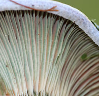Lactarius deterrimus Cap: Nearly flat with a central depression and inrolled margin. Rough surface; discolored green<br />
<br />
Gills: Decurrent, close; orange/green<br />
<br />
Stem: Equal; smooth; bruises greenish<br />
<br />
Habitat: Growing alone under pine (Pinus sp.)<br />
https://www.jungledragon.com/image/84823/lactarius_deliciosus_var._deterrimus.html<br />
https://www.jungledragon.com/image/84819/lactarius_deliciosus_var._deterrimus.html<br />
https://www.jungledragon.com/image/84820/lactarius_deliciosus_var._deterrimus.html<br />
https://www.jungledragon.com/image/84822/lactarius_deliciosus_var._deterrimus.html False saffron milkcap,Geotagged,Lactarius deliciosus,Lactarius deterrimus,Saffron milk cap,Summer,United States