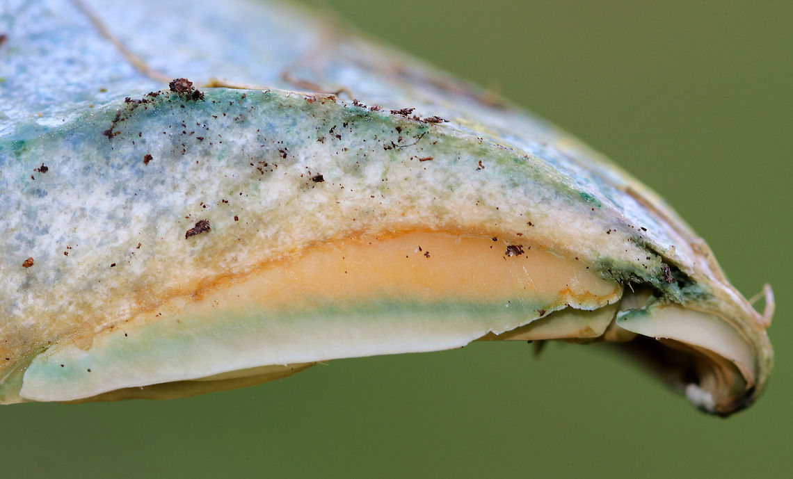 Lactarius deterrimus Cap: Nearly flat with a central depression and inrolled margin. Rough surface; discolored green<br />
<br />
Gills: Decurrent, close; orange/green<br />
<br />
Stem: Equal; smooth; bruises greenish<br />
<br />
Habitat: Growing alone under pine (Pinus sp.)<br />
<figure class="photo"><a href="https://www.jungledragon.com/image/84823/lactarius_deterrimus.html" title="Lactarius deterrimus"><img src="https://s3.amazonaws.com/media.jungledragon.com/images/3232/84823_thumb.jpg?AWSAccessKeyId=05GMT0V3GWVNE7GGM1R2&Expires=1759968010&Signature=KYUrHFZ52lLh3eXeYW8mT5e0E28%3D" width="122" height="152" alt="Lactarius deterrimus Cap: Nearly flat with a central depression and inrolled margin. Rough surface; discolored green<br />
<br />
Gills: Decurrent, close; orange/green<br />
<br />
Stem: Equal; smooth; bruises greenish<br />
<br />
Habitat: Growing alone under pine (Pinus sp.)<br />
https://www.jungledragon.com/image/84819/lactarius_deliciosus_var._deterrimus.html<br />
https://www.jungledragon.com/image/84820/lactarius_deliciosus_var._deterrimus.html<br />
https://www.jungledragon.com/image/84821/lactarius_deliciosus_var._deterrimus.html<br />
https://www.jungledragon.com/image/84822/lactarius_deliciosus_var._deterrimus.html False saffron milkcap,Geotagged,Lactarius deliciosus,Lactarius deterrimus,Saffron milk cap,Summer,United States" /></a></figure><br />
<figure class="photo"><a href="https://www.jungledragon.com/image/84819/lactarius_deterrimus.html" title="Lactarius deterrimus"><img src="https://s3.amazonaws.com/media.jungledragon.com/images/3232/84819_thumb.jpg?AWSAccessKeyId=05GMT0V3GWVNE7GGM1R2&Expires=1759968010&Signature=0yWXtajYPiAxEHW5rKrswZVY4rU%3D" width="200" height="134" alt="Lactarius deterrimus Cap: Nearly flat with a central depression and inrolled margin. Rough surface; discolored green<br />
<br />
Gills: Decurrent, close; orange/green<br />
<br />
Stem: Equal; smooth; bruises greenish<br />
<br />
Habitat: Growing alone under pine (Pinus sp.)<br />
https://www.jungledragon.com/image/84823/lactarius_deliciosus_var._deterrimus.html<br />
https://www.jungledragon.com/image/84820/lactarius_deliciosus_var._deterrimus.html<br />
https://www.jungledragon.com/image/84821/lactarius_deliciosus_var._deterrimus.html<br />
https://www.jungledragon.com/image/84822/lactarius_deliciosus_var._deterrimus.html False saffron milkcap,Geotagged,Lactarius deliciosus,Lactarius deliciosus var. deterrimus,Lactarius deterrimus,Saffron milk cap,Summer,United States,lactarius" /></a></figure><br />
<figure class="photo"><a href="https://www.jungledragon.com/image/84820/lactarius_deterrimus.html" title="Lactarius deterrimus"><img src="https://s3.amazonaws.com/media.jungledragon.com/images/3232/84820_thumb.jpg?AWSAccessKeyId=05GMT0V3GWVNE7GGM1R2&Expires=1759968010&Signature=8%2FKasOtXqtj%2BU971DHxF4RHBhN8%3D" width="122" height="152" alt="Lactarius deterrimus Cap: Nearly flat with a central depression and inrolled margin. Rough surface; discolored green<br />
<br />
Gills: Decurrent, close; orange/green<br />
<br />
Stem: Equal; smooth; bruises greenish<br />
<br />
Habitat: Growing alone under pine (Pinus sp.)<br />
https://www.jungledragon.com/image/84823/lactarius_deliciosus_var._deterrimus.html<br />
https://www.jungledragon.com/image/84819/lactarius_deliciosus_var._deterrimus.html<br />
https://www.jungledragon.com/image/84821/lactarius_deliciosus_var._deterrimus.html<br />
https://www.jungledragon.com/image/84822/lactarius_deliciosus_var._deterrimus.html False saffron milkcap,Geotagged,Lactarius deliciosus,Lactarius deterrimus,Saffron milk cap,Summer,United States" /></a></figure><br />
<figure class="photo"><a href="https://www.jungledragon.com/image/84821/lactarius_deterrimus.html" title="Lactarius deterrimus"><img src="https://s3.amazonaws.com/media.jungledragon.com/images/3232/84821_thumb.jpg?AWSAccessKeyId=05GMT0V3GWVNE7GGM1R2&Expires=1759968010&Signature=n6NTIt%2BWjSPqoGCApfBA0L8X6pk%3D" width="200" height="194" alt="Lactarius deterrimus Cap: Nearly flat with a central depression and inrolled margin. Rough surface; discolored green<br />
<br />
Gills: Decurrent, close; orange/green<br />
<br />
Stem: Equal; smooth; bruises greenish<br />
<br />
Habitat: Growing alone under pine (Pinus sp.)<br />
https://www.jungledragon.com/image/84823/lactarius_deliciosus_var._deterrimus.html<br />
https://www.jungledragon.com/image/84819/lactarius_deliciosus_var._deterrimus.html<br />
https://www.jungledragon.com/image/84820/lactarius_deliciosus_var._deterrimus.html<br />
https://www.jungledragon.com/image/84822/lactarius_deliciosus_var._deterrimus.html False saffron milkcap,Geotagged,Lactarius deliciosus,Lactarius deterrimus,Saffron milk cap,Summer,United States" /></a></figure> False saffron milkcap,Geotagged,Lactarius deliciosus,Lactarius deterrimus,Saffron milk cap,Summer,United States