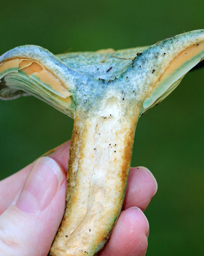 Lactarius deterrimus Cap: Nearly flat with a central depression and inrolled margin. Rough surface; discolored green<br />
<br />
Gills: Decurrent, close; orange/green<br />
<br />
Stem: Equal; smooth; bruises greenish<br />
<br />
Habitat: Growing alone under pine (Pinus sp.)<br />
<figure class="photo"><a href="https://www.jungledragon.com/image/84819/lactarius_deterrimus.html" title="Lactarius deterrimus"><img src="https://s3.amazonaws.com/media.jungledragon.com/images/3232/84819_thumb.jpg?AWSAccessKeyId=05GMT0V3GWVNE7GGM1R2&Expires=1759968010&Signature=0yWXtajYPiAxEHW5rKrswZVY4rU%3D" width="200" height="134" alt="Lactarius deterrimus Cap: Nearly flat with a central depression and inrolled margin. Rough surface; discolored green<br />
<br />
Gills: Decurrent, close; orange/green<br />
<br />
Stem: Equal; smooth; bruises greenish<br />
<br />
Habitat: Growing alone under pine (Pinus sp.)<br />
https://www.jungledragon.com/image/84823/lactarius_deliciosus_var._deterrimus.html<br />
https://www.jungledragon.com/image/84820/lactarius_deliciosus_var._deterrimus.html<br />
https://www.jungledragon.com/image/84821/lactarius_deliciosus_var._deterrimus.html<br />
https://www.jungledragon.com/image/84822/lactarius_deliciosus_var._deterrimus.html False saffron milkcap,Geotagged,Lactarius deliciosus,Lactarius deliciosus var. deterrimus,Lactarius deterrimus,Saffron milk cap,Summer,United States,lactarius" /></a></figure><br />
<figure class="photo"><a href="https://www.jungledragon.com/image/84820/lactarius_deterrimus.html" title="Lactarius deterrimus"><img src="https://s3.amazonaws.com/media.jungledragon.com/images/3232/84820_thumb.jpg?AWSAccessKeyId=05GMT0V3GWVNE7GGM1R2&Expires=1759968010&Signature=8%2FKasOtXqtj%2BU971DHxF4RHBhN8%3D" width="122" height="152" alt="Lactarius deterrimus Cap: Nearly flat with a central depression and inrolled margin. Rough surface; discolored green<br />
<br />
Gills: Decurrent, close; orange/green<br />
<br />
Stem: Equal; smooth; bruises greenish<br />
<br />
Habitat: Growing alone under pine (Pinus sp.)<br />
https://www.jungledragon.com/image/84823/lactarius_deliciosus_var._deterrimus.html<br />
https://www.jungledragon.com/image/84819/lactarius_deliciosus_var._deterrimus.html<br />
https://www.jungledragon.com/image/84821/lactarius_deliciosus_var._deterrimus.html<br />
https://www.jungledragon.com/image/84822/lactarius_deliciosus_var._deterrimus.html False saffron milkcap,Geotagged,Lactarius deliciosus,Lactarius deterrimus,Saffron milk cap,Summer,United States" /></a></figure><br />
<figure class="photo"><a href="https://www.jungledragon.com/image/84821/lactarius_deterrimus.html" title="Lactarius deterrimus"><img src="https://s3.amazonaws.com/media.jungledragon.com/images/3232/84821_thumb.jpg?AWSAccessKeyId=05GMT0V3GWVNE7GGM1R2&Expires=1759968010&Signature=n6NTIt%2BWjSPqoGCApfBA0L8X6pk%3D" width="200" height="194" alt="Lactarius deterrimus Cap: Nearly flat with a central depression and inrolled margin. Rough surface; discolored green<br />
<br />
Gills: Decurrent, close; orange/green<br />
<br />
Stem: Equal; smooth; bruises greenish<br />
<br />
Habitat: Growing alone under pine (Pinus sp.)<br />
https://www.jungledragon.com/image/84823/lactarius_deliciosus_var._deterrimus.html<br />
https://www.jungledragon.com/image/84819/lactarius_deliciosus_var._deterrimus.html<br />
https://www.jungledragon.com/image/84820/lactarius_deliciosus_var._deterrimus.html<br />
https://www.jungledragon.com/image/84822/lactarius_deliciosus_var._deterrimus.html False saffron milkcap,Geotagged,Lactarius deliciosus,Lactarius deterrimus,Saffron milk cap,Summer,United States" /></a></figure><br />
<figure class="photo"><a href="https://www.jungledragon.com/image/84822/lactarius_deterrimus.html" title="Lactarius deterrimus"><img src="https://s3.amazonaws.com/media.jungledragon.com/images/3232/84822_thumb.jpg?AWSAccessKeyId=05GMT0V3GWVNE7GGM1R2&Expires=1759968010&Signature=9eGtPOHW9K5VVWls9gX22C552sA%3D" width="200" height="122" alt="Lactarius deterrimus Cap: Nearly flat with a central depression and inrolled margin. Rough surface; discolored green<br />
<br />
Gills: Decurrent, close; orange/green<br />
<br />
Stem: Equal; smooth; bruises greenish<br />
<br />
Habitat: Growing alone under pine (Pinus sp.)<br />
https://www.jungledragon.com/image/84823/lactarius_deliciosus_var._deterrimus.html<br />
https://www.jungledragon.com/image/84819/lactarius_deliciosus_var._deterrimus.html<br />
https://www.jungledragon.com/image/84820/lactarius_deliciosus_var._deterrimus.html<br />
https://www.jungledragon.com/image/84821/lactarius_deliciosus_var._deterrimus.html False saffron milkcap,Geotagged,Lactarius deliciosus,Lactarius deterrimus,Saffron milk cap,Summer,United States" /></a></figure> False saffron milkcap,Geotagged,Lactarius deliciosus,Lactarius deterrimus,Saffron milk cap,Summer,United States