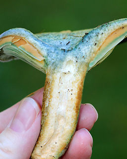 Lactarius deterrimus Cap: Nearly flat with a central depression and inrolled margin. Rough surface; discolored green

Gills: Decurrent, close; orange/green

Stem: Equal; smooth; bruises greenish

Habitat: Growing alone under pine (Pinus sp.)
https://www.jungledragon.com/image/84819/lactarius_deliciosus_var._deterrimus.html
https://www.jungledragon.com/image/84820/lactarius_deliciosus_var._deterrimus.html
https://www.jungledragon.com/image/84821/lactarius_deliciosus_var._deterrimus.html
https://www.jungledragon.com/image/84822/lactarius_deliciosus_var._deterrimus.html False saffron milkcap,Geotagged,Lactarius deliciosus,Lactarius deterrimus,Saffron milk cap,Summer,United States