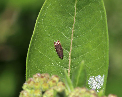 Moth - Subfamily Olethreutinae I have seen this species before, but can't remember what it is.

Habitat: On milkweed in a rural garden. Geotagged,Olethreutinae,Subfamily Olethreutinae,Summer,United States,moth