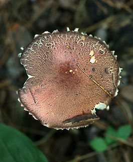 King Stropharia - Stropharia rugosoannulata These usually have deep reddish brown caps, purple-gray gills, and a white stem with a thick, cogwheeled ring. Interestingly, Stropharia rugosoannulata is a nematophagous fungus, which means that it is able to trap and digest nematodes.

This particular individual was pretty dry and not as vibrant as usual.

Habitat: Growing in wood chips on a nature trail and along the edges of the woods (mixed forest) Geotagged,King Stropharia,Stropharia rugosoannulata,Summer,United States