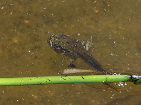 Tadpole - Lithobates sp. Habitat: Woodland pond
https://www.jungledragon.com/image/84906/tadpole_-_lithobates_sp.html Geotagged,Lithobates,Summer,United States,frog,tadpole