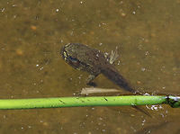 Tadpole - Lithobates sp. Habitat: Woodland pond<br />
https://www.jungledragon.com/image/84906/tadpole_-_lithobates_sp.html Geotagged,Lithobates,Summer,United States,frog,tadpole