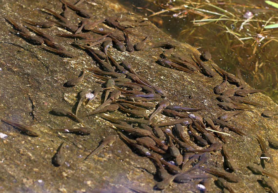 Tadpoles - Lithobates sp. Habitat: Woodland pond<br />
<figure class="photo"><a href="https://www.jungledragon.com/image/84905/tadpole_-_lithobates_sp.html" title="Tadpole - Lithobates sp."><img src="https://s3.amazonaws.com/media.jungledragon.com/images/3232/84905_thumb.jpg?AWSAccessKeyId=05GMT0V3GWVNE7GGM1R2&Expires=1759968010&Signature=Hb9bQADdfWWRFOLKSAe4n%2BLLLO4%3D" width="200" height="150" alt="Tadpole - Lithobates sp. Habitat: Woodland pond<br />
https://www.jungledragon.com/image/84906/tadpole_-_lithobates_sp.html Geotagged,Lithobates,Summer,United States,frog,tadpole" /></a></figure> Geotagged,Lithobates,Summer,United States,tadpole,tadpoles